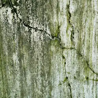 Algues vertes sur une surface au bord d'une piscine